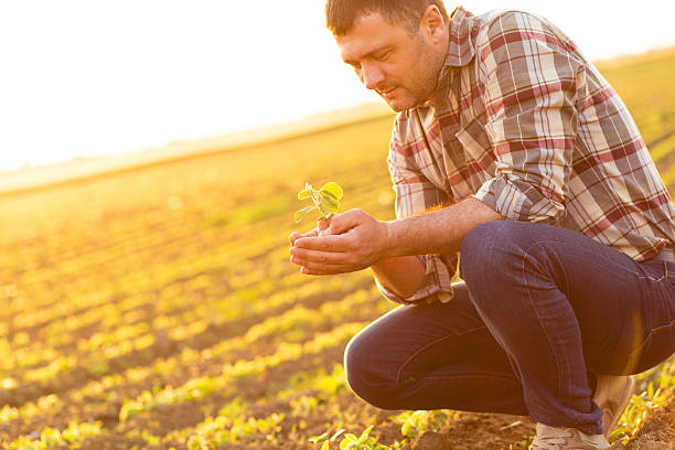 istock Farmer in a field holding crop in nis hands 621934436