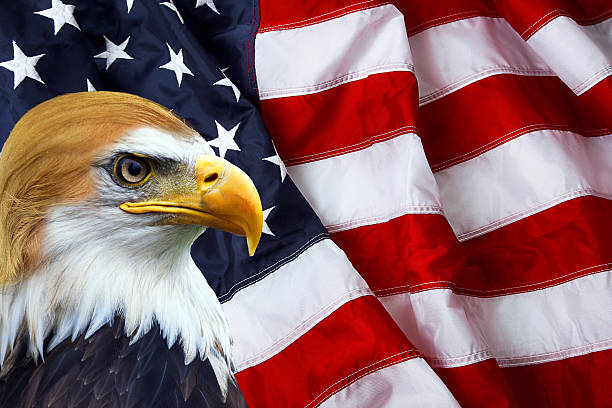 The president - North American Bald Eagle on American flag The president - North American Bald Eagle on American flag bald eagle photos stock pictures, royalty-free photos & images