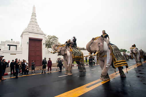 Bangkok, Thailand - November 8,2016 : Eleven Elephants to look like white prostrate ,ascribe unto lamented. His Majesty the late King Bhumibol Adulyadej  at the front of the Royal Palace on November 8, 2016 in Bangkok capital city, Middle of Thailand.                                                                     