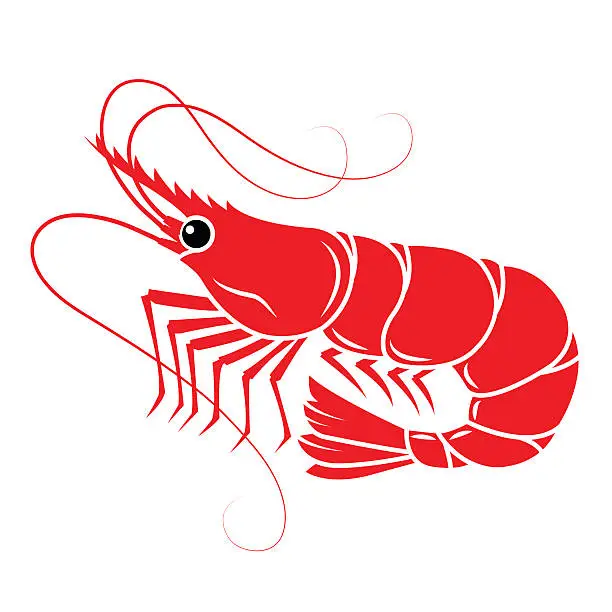 Vector illustration of shrimp