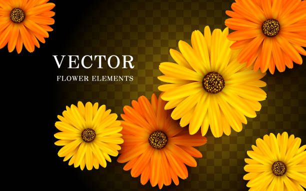 illustrazioni stock, clip art, cartoni animati e icone di tendenza di elementi floreali calendula - gardening flower backgrounds beauty in nature