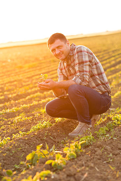 istock Farmer in a field holding crop in nis hands 621934858
