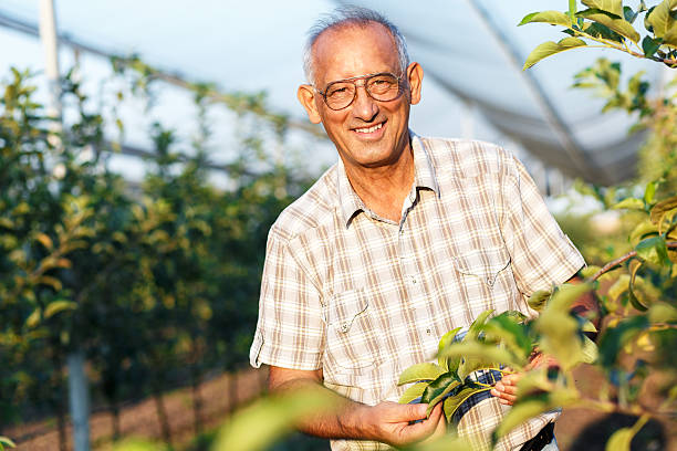 istock Senior man examining the apple production 621935072