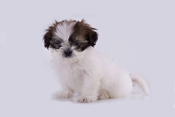 istock Shih-tzu puppy posing isolated on white background. 621935134