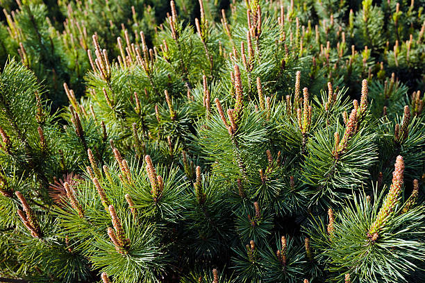 istock crown of softwood 621936628