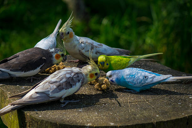 istock The parrot in a zoo in the sunlight . 621939400