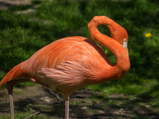 istock Flamingo in a zoo in the sunlight . 621939490