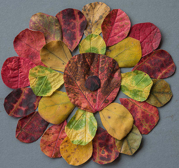 istock Flower made from autumn leaves 621939628