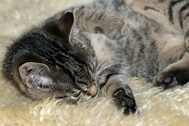 istock little tabby kittens at play 621971854