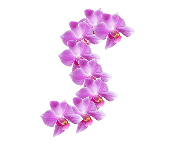 istock alphabet from orchid flower isolate on white background 621972040