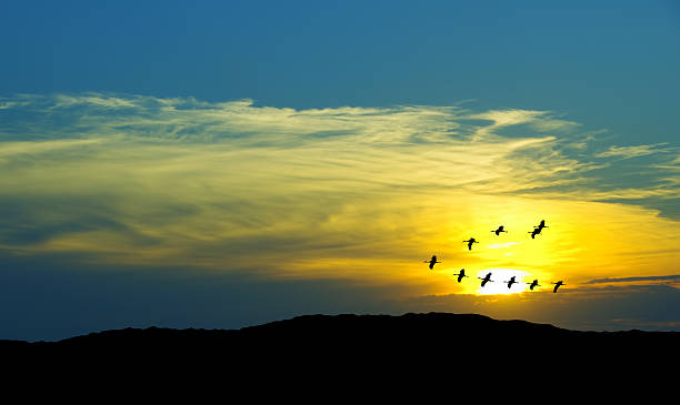 istock Birds flying against blue evening sunset environment or ecology 621973088