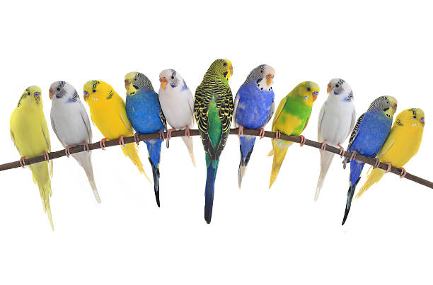 budgerigars australian parakeets budgerigars australian parakeets isolated on white background parakeet photos stock pictures, royalty-free photos & images
