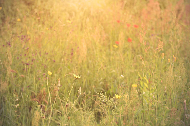 istock Photo of a beautiful field 621974672