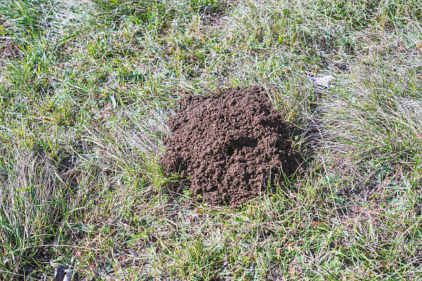 mole mole, meadows as a living space angry opossum stock pictures, royalty-free photos & images