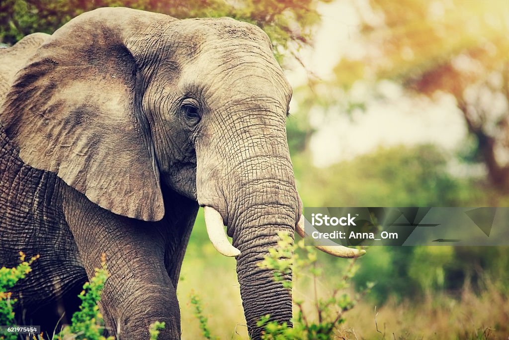 Wild-Elefanten-Porträt - Lizenzfrei Elefant Stock-Foto