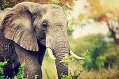 Wild elephant portrait