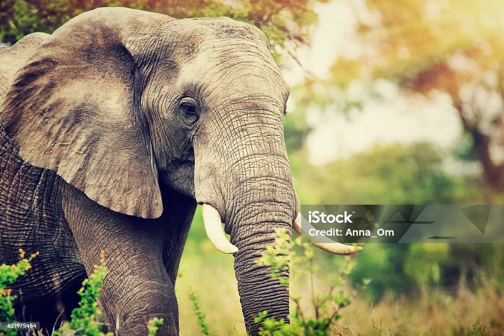 Wild elephant portrait Portrait of a big beautiful elephant outdoors, wild animal, safari game drive, Eco travel and tourism, Kruger national park, South Africa Elephant Stock Photo