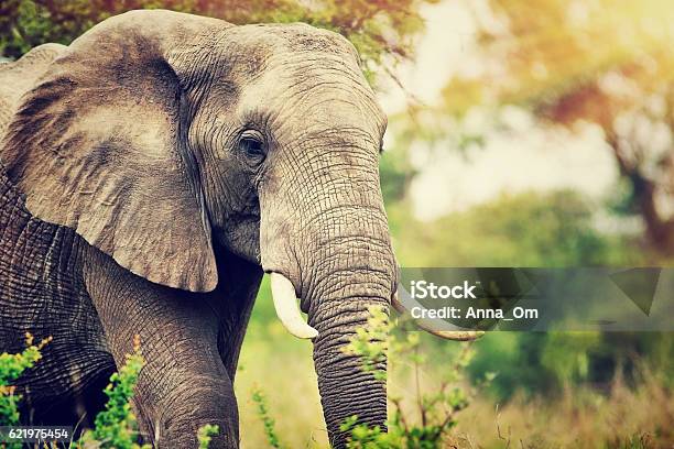 Wild Elephant Portrait Stock Photo - Download Image Now - Elephant, South Africa, African Elephant