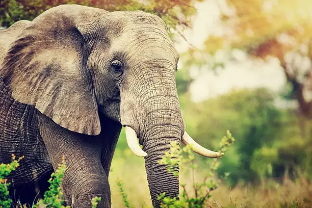 Portrait of a big beautiful elephant outdoors, wild animal, safari game drive, Eco travel and tourism, Kruger national park, South Africa