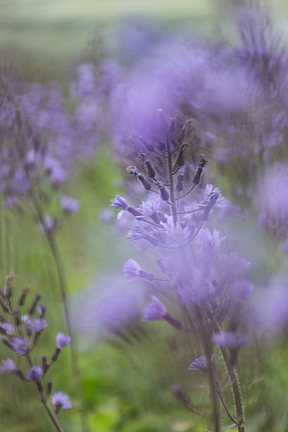 istock Meadow with blooming blue cornflowers, blur. 621975914
