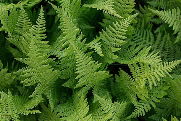 istock Rich green fern closeup. 621977576