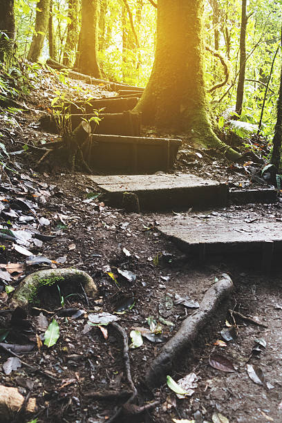 istock trekking trail in tropical rain jungle forest 621977754