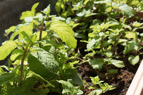 istock mint plant growing in flowerbed 621977798