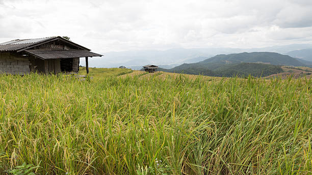 istock yellow terraced rice paddy field with traditional wood hut 621978124
