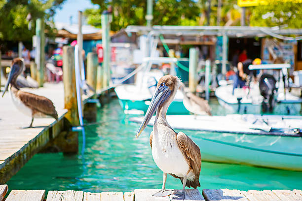 Big brown pelicans in Islamorada, Florida Keys stock photo