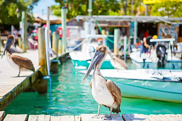 Photo of Big brown pelicans in Islamorada, Florida Keys