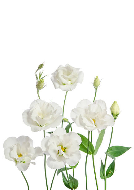 istock Beautiful white eustoma flowers isolated on white background 621978658
