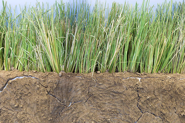 istock vetivar grass for preventing soil erosion 621978952