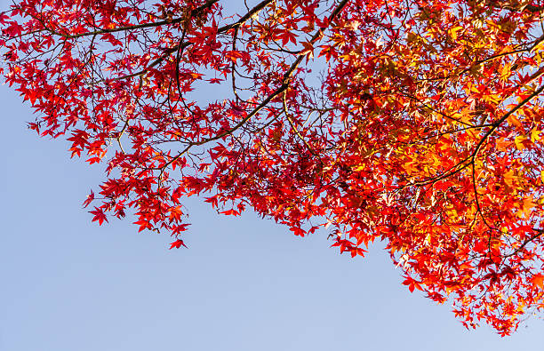 istock Beautiful Colorful Autumn Leaves 621979152