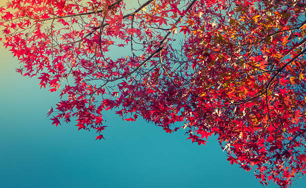 istock Beautiful Colorful Autumn Leaves 621979394