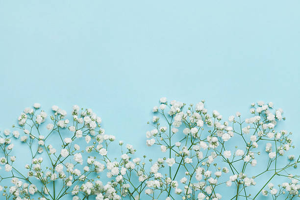 flower background for holidays. flat lay style. copy space. vintage. - gypsophila imagens e fotografias de stock