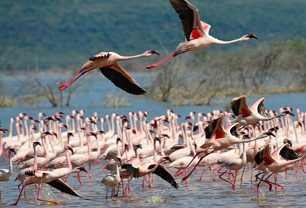 istock Safari in Kenya 621980114