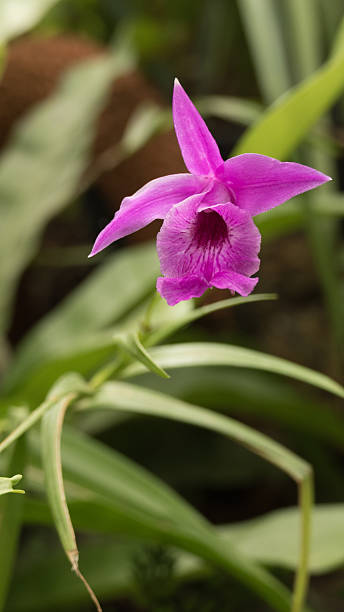 istock bloom purple orchid in garden 621980210