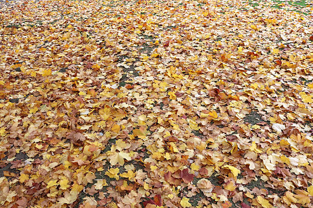 istock Carpet of fallen field maple leaves 621981026