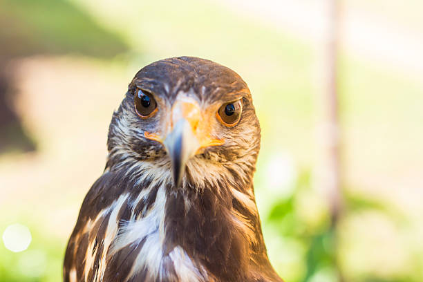 istock Portrait of Harris hawk 621981106