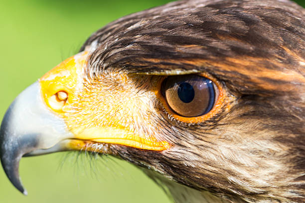 istock Portrait of Harris hawk 621981346