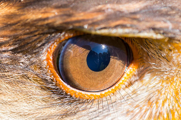 istock Portrait of Harris hawk 621981418