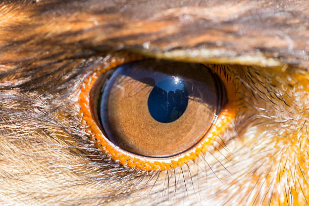 portrait of harris hawk - harris hawk hawk bird of prey bird imagens e fotografias de stock