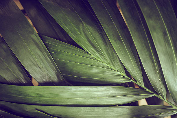 primer plano de las hojas detalladas de la selva tropical para el fondo - fern leaf plant close up fotografías e imágenes de stock