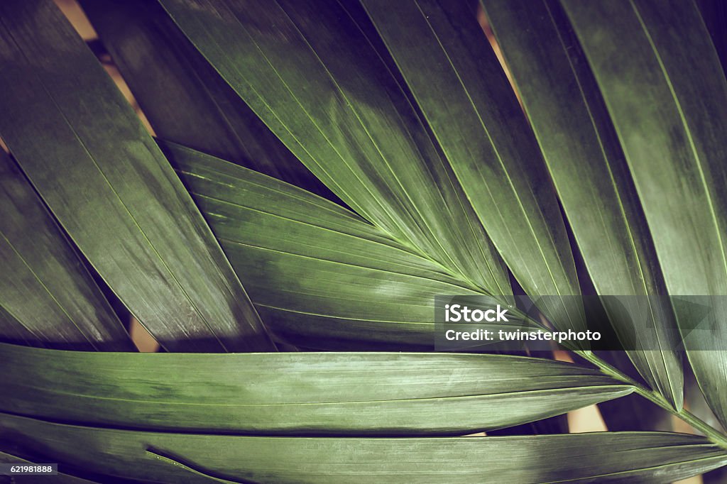 Close-up of detailed rainforest jungle leaves for background Close-up of detailed rainforest jungle leaves for background. Close-up Stock Photo