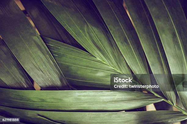 Closeup Of Detailed Rainforest Jungle Leaves For Background Stock Photo - Download Image Now