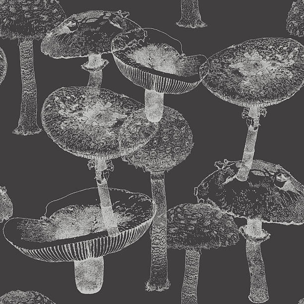 illustrations, cliparts, dessins animés et icônes de modèle de répétition de champignon - edible mushroom illustrations