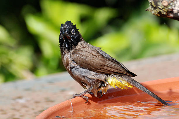 istock Bird takes a shower 621984410