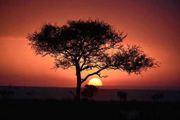 istock Safari in Kenya 621985172