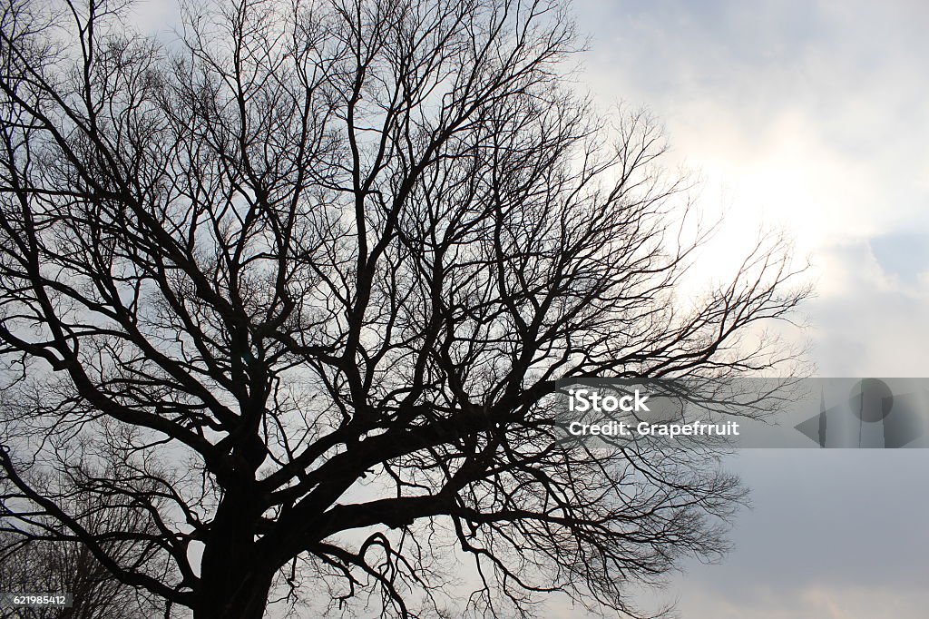 Arbre sans feuillage - Photo de Mort - Description physique libre de droits