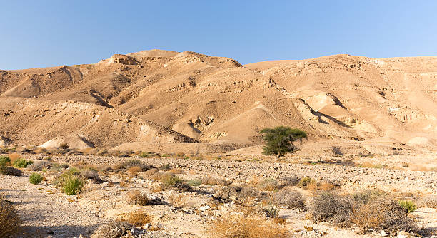 istock Desert mountains tree valley landscape view, Israel nature. 621987306